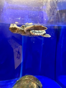Baby loggerhead sea turtle being rehabilitated at the North Carolina aquarium Pine Knoll Shores